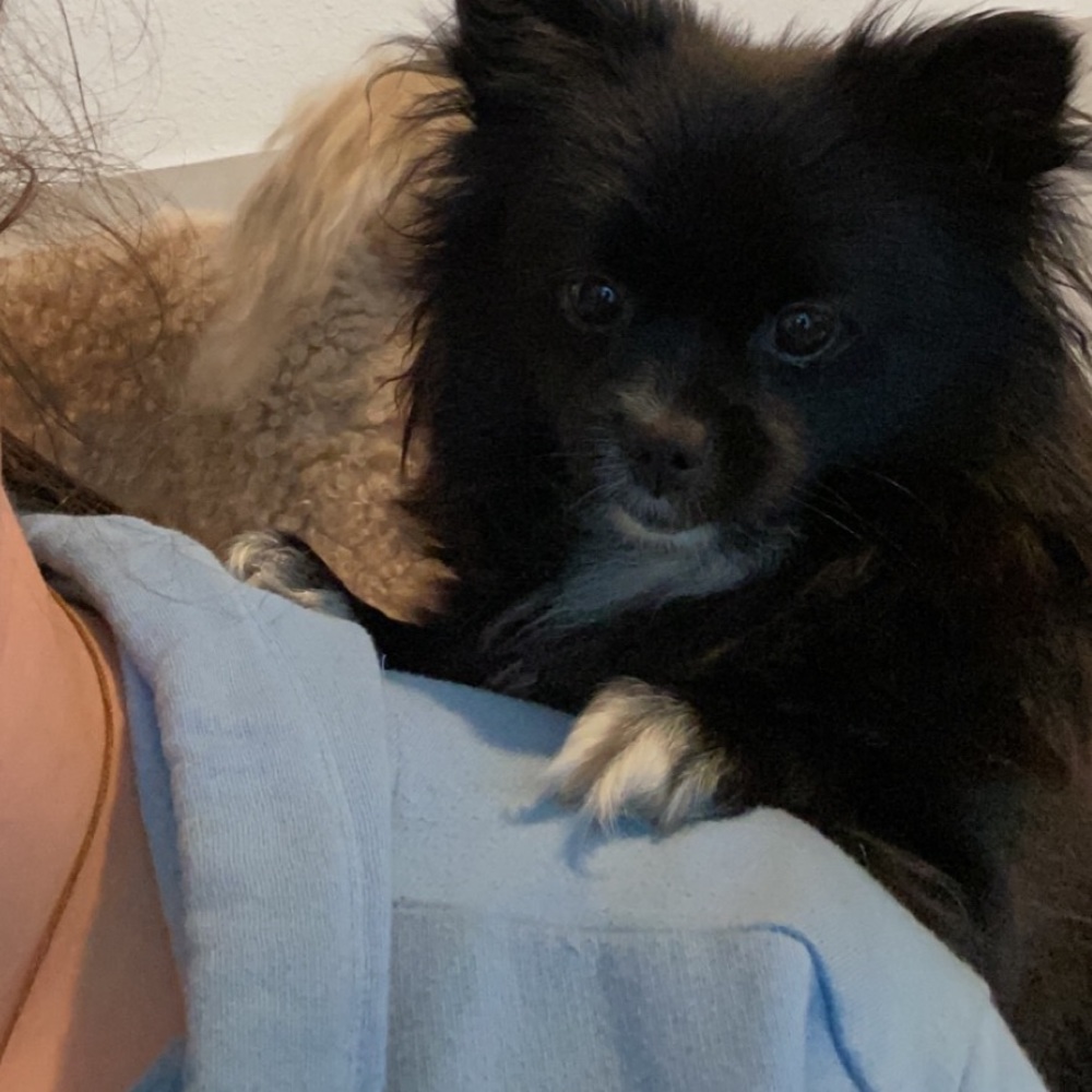 Meet your Posher, Destiny